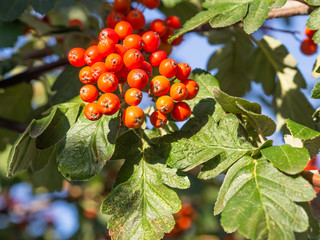 Poster - Branches, leaves and red berries of Swedish white beam (Sorbus intermedia), close up with selective focus, sunny day