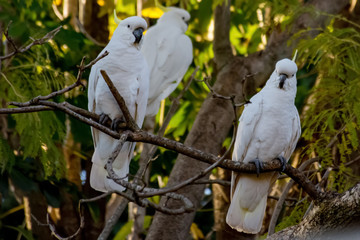 Sulphur-crested cockatoos seating on a tree. Urban wildlife. Australian backyard visitors