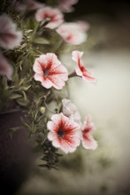 Blurred Background With Blooming Red And Pink Petunia Petunia