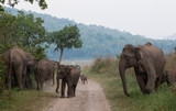 Fototapeta Sawanna - Asian Big Elephant with family roaming at Jim Corbett National Park