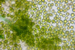 Education of chlorella under the microscope in Lab.