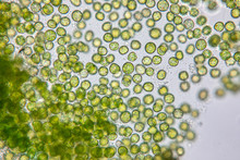 Education Of Chlorella Under The Microscope In Lab.