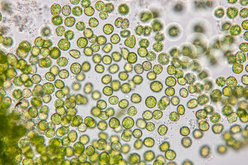 Education of chlorella under the microscope in Lab.