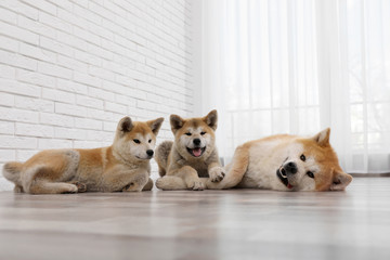 Wall Mural - Adorable Akita Inu dog and puppies on floor indoors