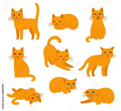 Cartoon cat poses set Poster Mural XXL
