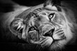 black and white lioness