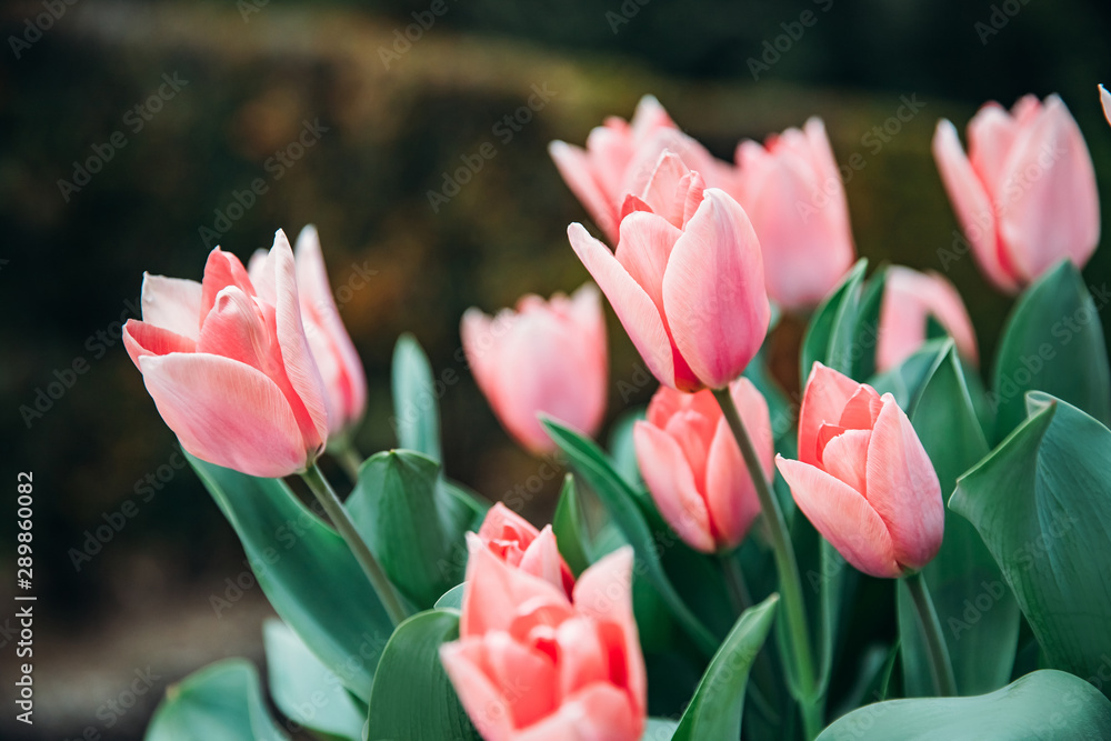 Pink tulip in flower market with sun light. Natural background - obrazy, fototapety, plakaty 