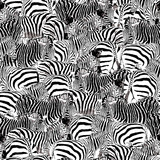 Fototapeta Konie - seamless pattern black and white zebra, wildlife animal vector illustration