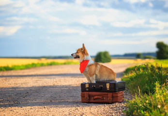 Wall Mural - cute puppy red dog Corgi sits on two old suitcases on a rural road waiting for transport while traveling on a summer day