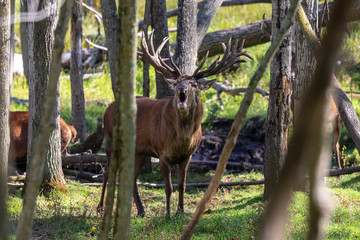 Poster - European red deer (Cervus elaphus) in rut, it is fourth  the largest deer species