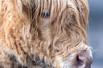 Wall Mural - A close up photo of a Highland Cow in a field 