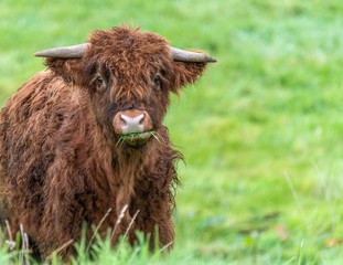 A close up photo of two Highland Cows in a field 