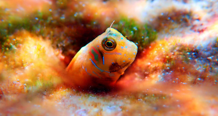 Poster - The Sphinx blenny fish - (Aidablennius sphynx)