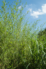Bamboo Phyllostachys Bissetii, In Japanese Garden With Pond And Blue Sky