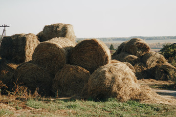 Wall Mural - a lot of haystacks, preparing animal feed for the winter