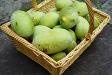 Basket Of Common Pawpaw Fruit (asimina Triloba), Also Called Custard Apple