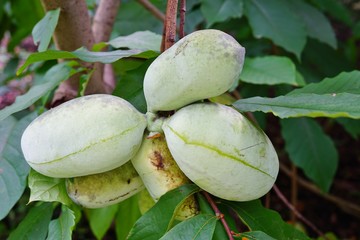 Wall Mural - Fruit of the common pawpaw (asimina triloba) growing on a tree