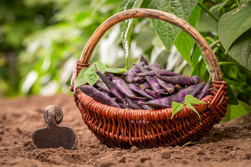 Wall Mural - Healthy and raw red beans in a wicker basket