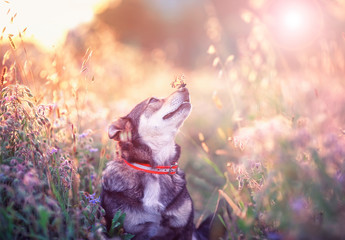 cute brown dog with butterfly Machaon on his nose sits on a clear Sunny meadow and smiles happily on a warm summer day