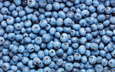 Wall Mural - heap of blueberry fruits as textured background