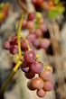 owoce winogrona