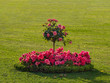 Flowerbed with a basket of flowers on a green lawn.