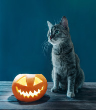 Cat Sitting Near Halloween Jack-o-lantern Glowing Pumpkin.