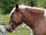 Fototapeta Konie - head of a horse