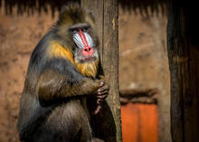 Portrait Of Male  Mandrill Monkey Sitting