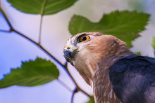 Adult Cooper's Hawk (Accipiter Cooperii) Portrait