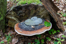 Bracket Fungus Growing On An Old Wood Stump. Parasites Feeding On Wood In The Forest.
