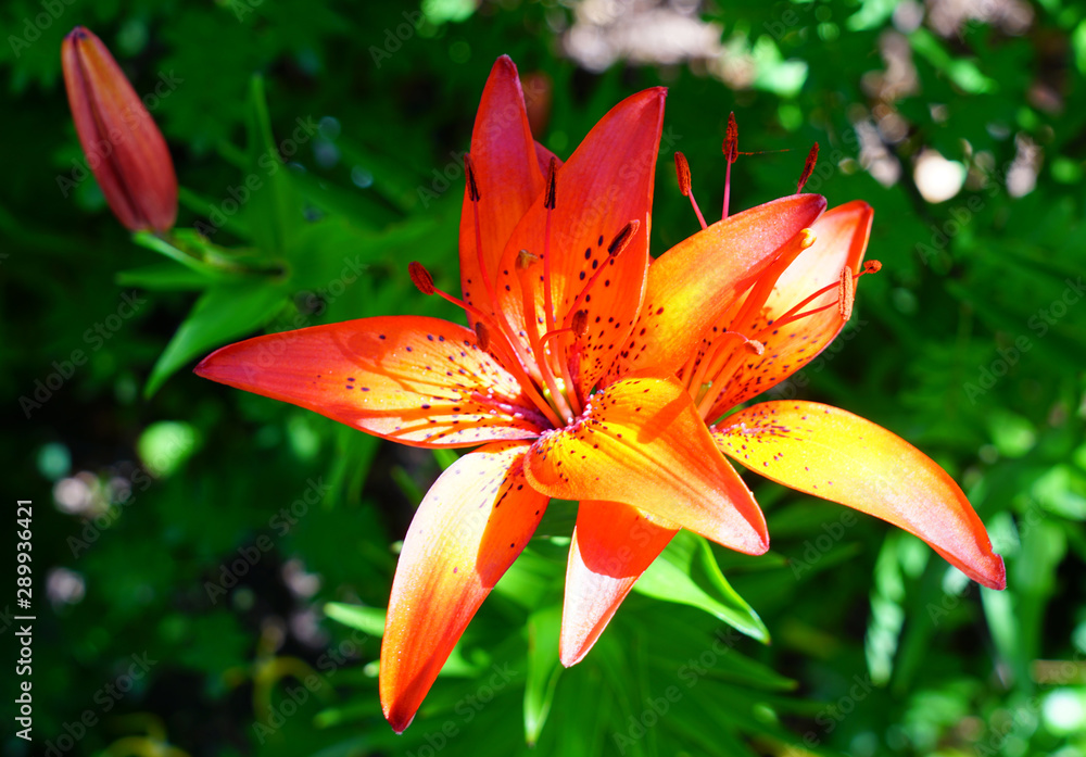 Red, orange and yellow Asiatic lily flower growing in the garden