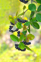 Wall Mural - Black ashberry (Aronia melanocarpa)