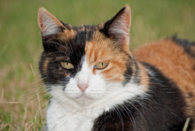Closeup Of A Calico Cat With Different Color Face Halves