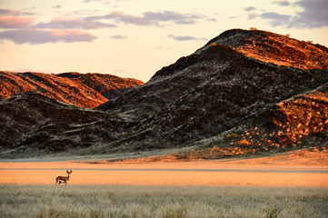 Poster - Springbok (Antidorcas marsupialis) grazing in the savannah