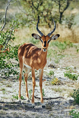 Poster - Blackfaced impala (Aepyceros melampus petersi)