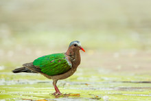 Asian Emerald Dove (Chalcophaps Indica) Walking On The Concrete Floor In The Garden With Copy Space.