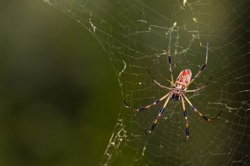 A Golden Silk Orb-Weaver (Nephila) spider sitting in its impressive web. Copy space frame left. These are commonly known as banana spiders in the southern U.S.
