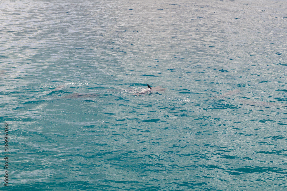 Dolphin Dorsal Fin just out of Water Stock Photo | Adobe Stock