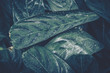 Green leaves pattern; Natural background; vintage style