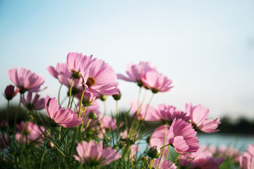 Wall Mural - Pink cosmos with beautiful.