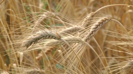 Wall Mural - Dew drops on a gold ripe wheat ear close-up macro in sunlight. Wheat ear in droplets of dew in nature on a soft blurry golden background.