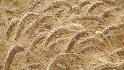 Wall Mural - Dew drops on a gold ripe wheat ear close-up macro in sunlight. Wheat ear in droplets of dew in nature on a soft blurry golden background.