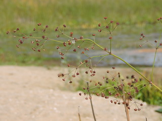 Wall Mural - flowers on a background of blue lake