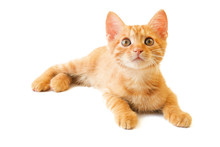 Cute Little Ginger Cat Laying On White Background