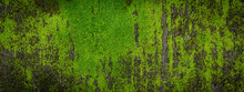 Moss Green Texture. Moss Background. Green Moss On Grunge Texture, Background. Long Web Banner