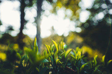 Poster - Tea leaves in the evening garden