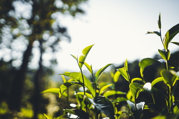 Sticker - Tea leaves in the evening garden