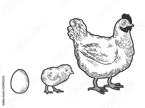 Fotografía Egg chicken and hen sketch engraving vector illustration