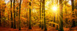 Gold forest panorama in autumn